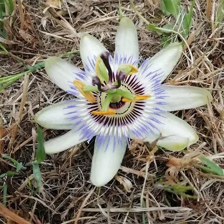 营地 Rifugio Di Juliette E Lulu